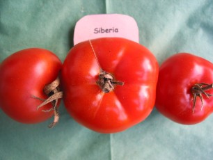 Salattomate: Siberia
