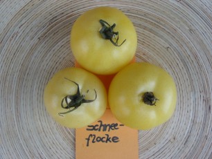 Salattomate: Schneeflocke