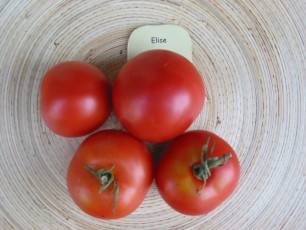 Salattomate: Elise