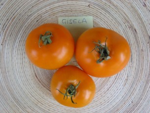Salattomate: Gisela