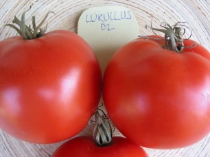 Salattomate: Lukullus