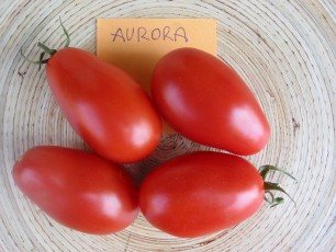 Salattomate: Aurora