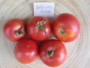 Salattomate: Berner Rose