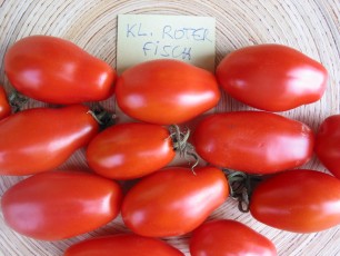 Salattomate: Kleiner Roter Fisch