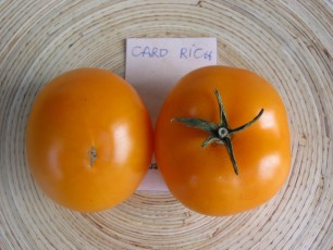 Salattomate: Caro Rich