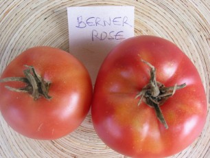 Salattomate: Berner Rose
