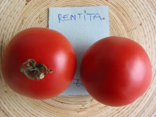 Salattomate: Rentita