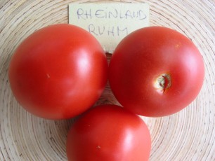 Saltatomate: Rheinland