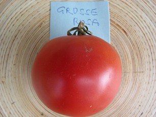 Salattomate: Große Rosa