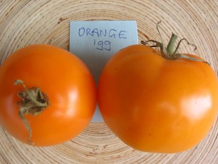 Salattomate: Orange `99