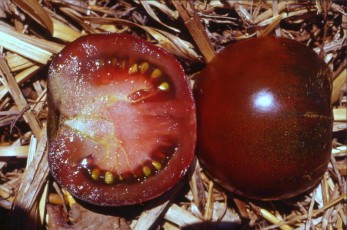 Salattomate: Schwarze Russische