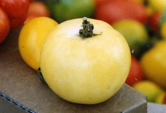 Salattomate: Schneeflocke