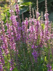 Blutweiderich, Lythrum salicaria