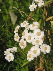 Sumpfschafgarbe, Achillea ptarmica