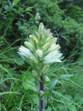 Straußglockenblume, Campanula thyrsoides