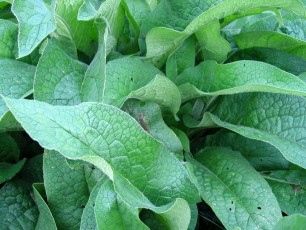 Beinwell, Symphytum officinale