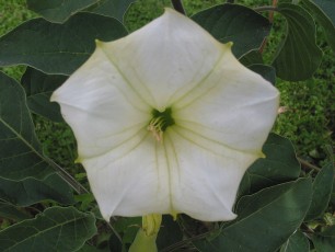 Stechapfel, Datura stramonium