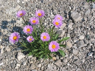 Alpenaster, Aster alpinus