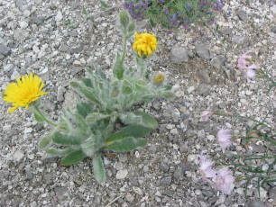 Seidenhaariges Habichtskraut, Hieracium pilosella