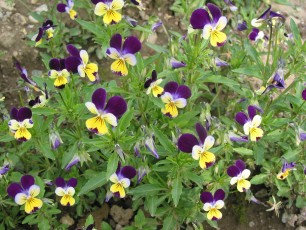 Wildes Stiefmütterchen, Viola tricolor