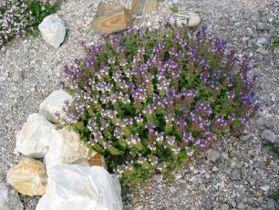 Alpenhelmkraut, Scutellaria alpina