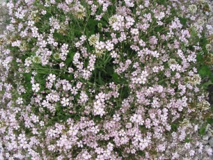 Steinbrech-Felsennelke, Dianthus