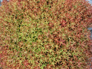 Mauerpfeffer, Sedum acre