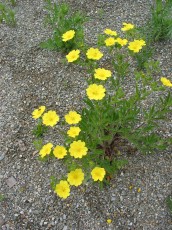 Aufrechtes Fingerkraut, Potentilla recta