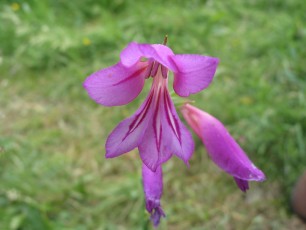 Sumpfgladiole, Gladiolus palustris