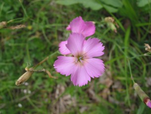 Alpennelke, Dianthus sylvestris