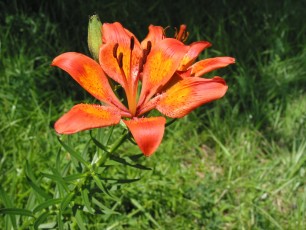 Feuerlilie, Lilium bulbiferum