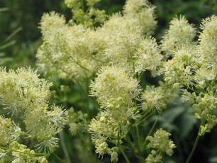 Gelbe Wiesenraute, Thalictrum flavum