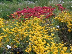 Färberkamille, Anthemis tinctoria