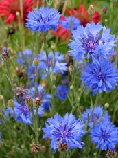 Kornblume, Centaurea cyanus