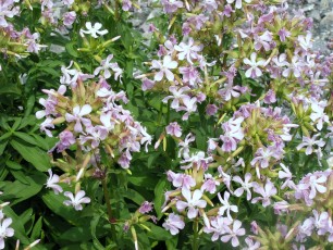 Seifenkraut, Saponaria officinalis