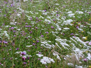 Magerwiese (Halbtrockenrasen)