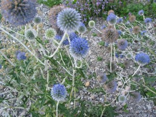 Ruthenische Kugeldistel, Echinops ritro