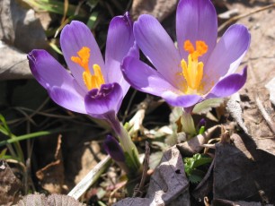 Krokus, Crocus neapolitanus