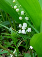 Maiglöckchen, Convallaria majalis