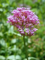 Spornblume, Centranthus ruber