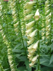 Kleiner gelber Fingerhut, Digiatlis lutea