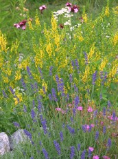 Färberginster, Genista tinctoria