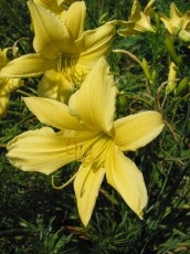 Gelbe Taglilie, Hemerocallis lilio-asphodelus
