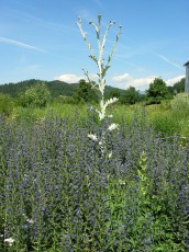 Eselsdistel, Onopordium acanthium