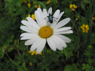 Wiesenmargerite, Chrysanthemum leucanthemum