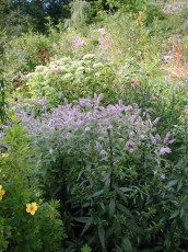 Wasserminze, Bachminze, Mentha aquatica