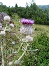 Wollkopfdistel, Cirsium eriophorum