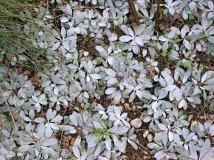 Sandsteinkraut, Alyssum sp