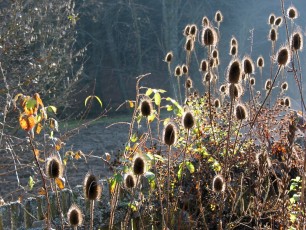 Wilde Karde, Dipsacus sylvestris