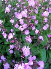 Rote Lichtnelke, Silene dioica